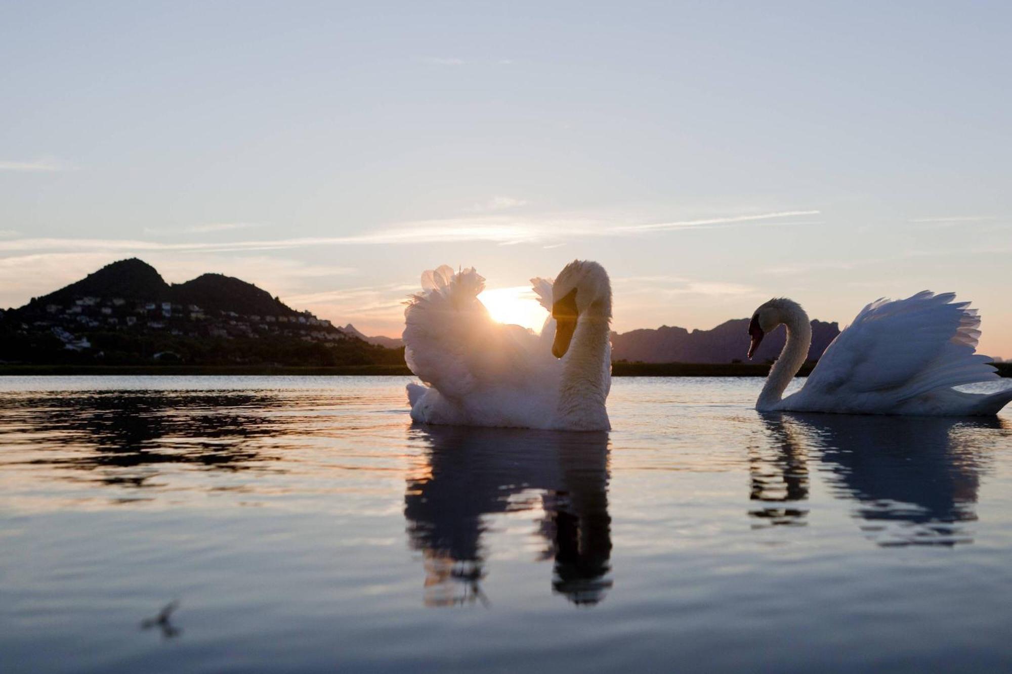 منتجع وسبا دينيا ماريوت لا سيلا جولف دينايا المظهر الخارجي الصورة Mute swans on the lake
